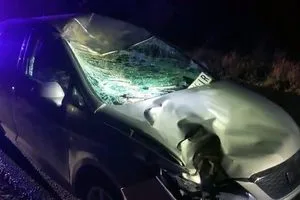 Automobil udario konja
